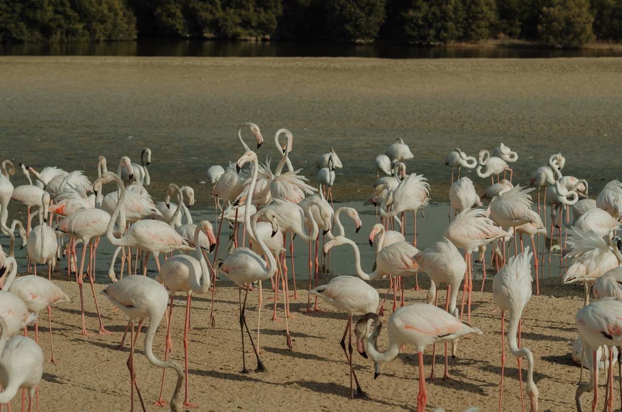 Превью Dubai 2022